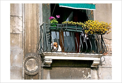 Framed Dog on a Balcony in Cannaregio by Igor Maloratsky | 13 x 19