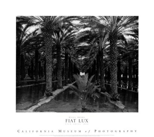 Palm Grove, 1966 by Ansel Adams Wall Art Décor 25 x 28 Art Print