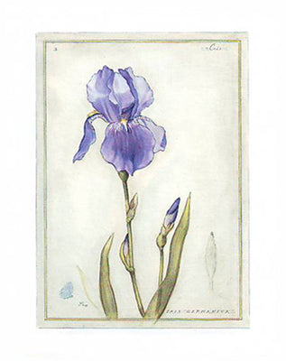 Framed Purple Iris I by Meg Page | 20 x 16