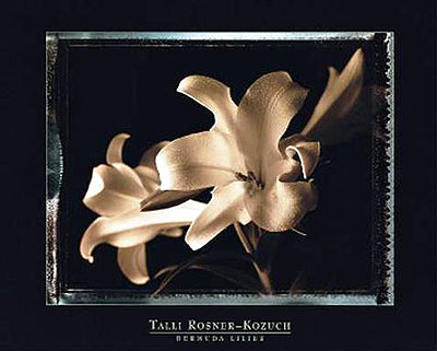 Bermuda Lilies by Talli Rosner-Kozuch Wall Art Décor 24 x 30 Art Print