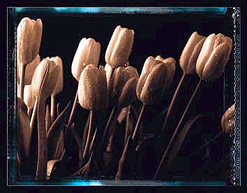 Tulips by Talli Rosner-Kozuch Wall Art Décor 34 x 43 1/2 Art Print