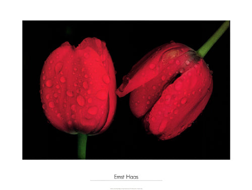 Framed Tulips, Japan, 1980 by Ernst Haas | 23 5/8 x 31 1/2