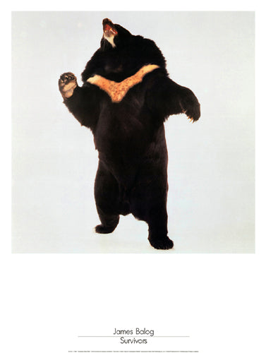 Survivors: Himalayan Black Bear by James Balog Wall Art Décor 31 1/2 x 23 5/8 Art Print