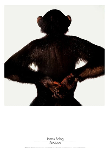 Survivors: Chimpanzee by James Balog Wall Art Décor 31 ½ x 23 5/8 Art Print