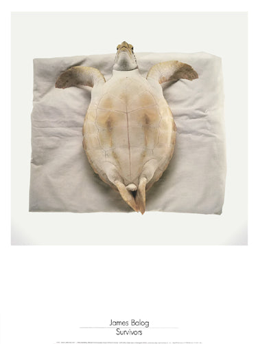Survivors: Atlantic Green Sea Turtle by James Balog Wall Art Décor 31 ½ x 23 5/8 Art Print