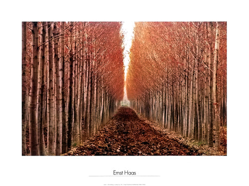 Po Valley, Italy, 1970 by Ernst Haas Wall Art Décor 23 5/8 x 31 ½ Art Print