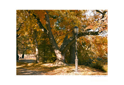 Central Park Lamppost Art Print by Viktor Balkind | 13x19 " Wall Decor