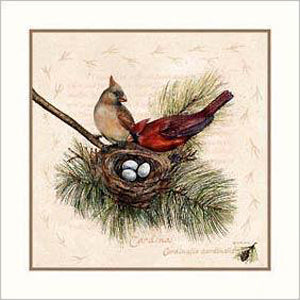 Framed Cardinal by Wendy Wegner | 13 x 13
