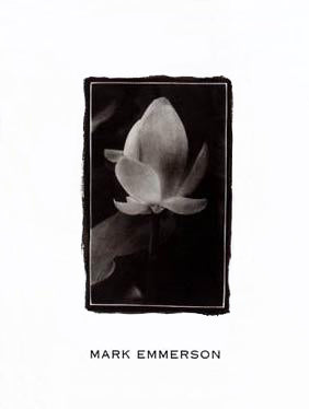 Mark Emmerson - Water Lily Bud, Bermuda: Serene Floral Wall Art