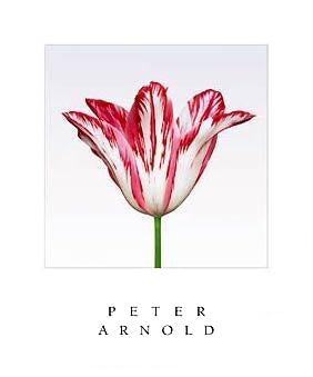 Framed Elegant Lady by Peter Arnold | 24 x 20