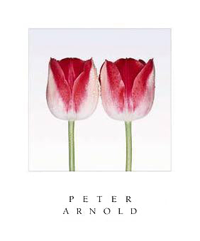 Garden Party Art Print by Peter Arnold - Wall Art Décor