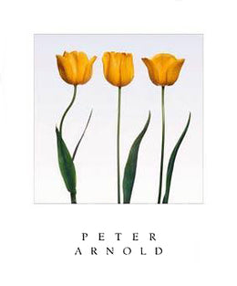 Golden Melody by Peter Arnold - Abstract Art Print | Shop Now