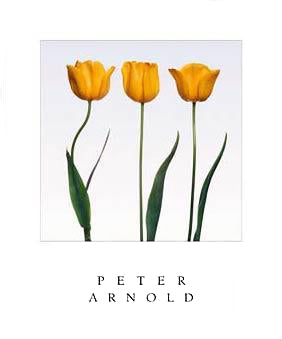 Framed Golden Melody by Peter Arnold | 24 x 20