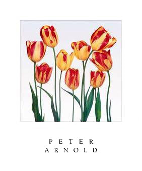 Princess Margaret Rose by Peter Arnold - Elegant Wall Art Décor 24x18 " Print