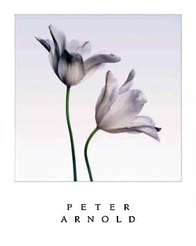 White Triumphator by Peter Arnold - Stunning Floral Art Print for Home Decor