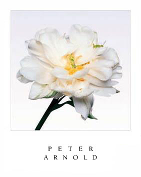 Mount Tacoma by Peter Arnold - Stunning Landscape Art Print for Your Home