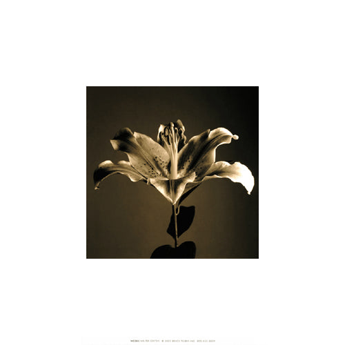 Flower Series IV by Walter Gritsik - Floral Art Print | Wall Decor | Buy Online
