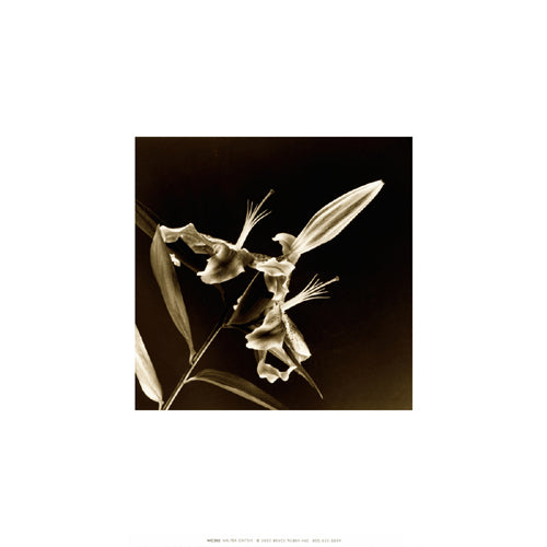 Flower Series V by Walter Gritsik - Floral Art Print | Shop Now
