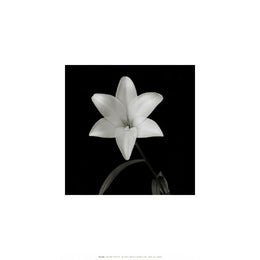 Flower Series VI by Walter Gritsik - 12x12 " Floral Art Print | Buy Online