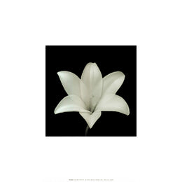 Flower Series VII by Walter Gritsik - 12x12 " Floral Wall Art Print | Shop Now