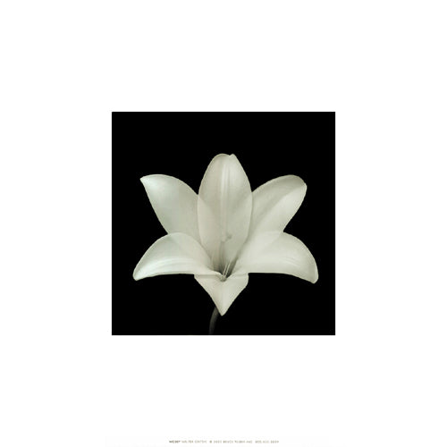 Flower Series VII by Walter Gritsik - 12x12 " Floral Wall Art Print | Shop Now