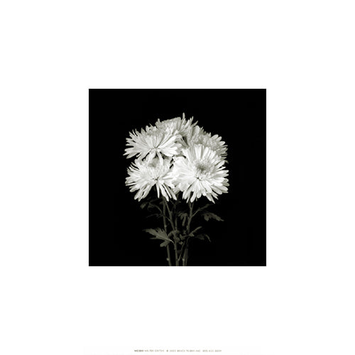 Flower Series IX by Walter Gritsik Wall Art Print - Shop Now