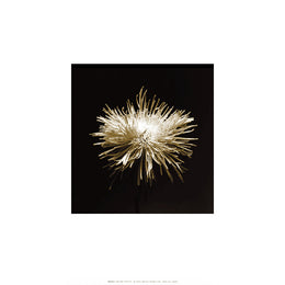 Flower Series XI by Walter Gritsik - Floral Art Print for Sale | 12x12 " Wall Decor