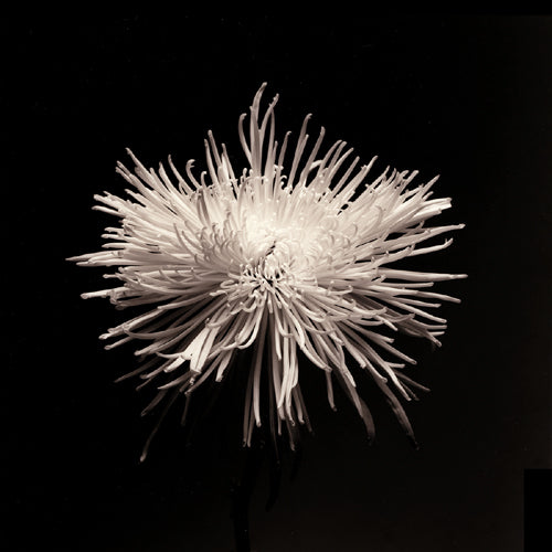 Art Print Spider Mum, Flower Series I by Walter Gritsik Wall Art Décor 6 x 6 inch