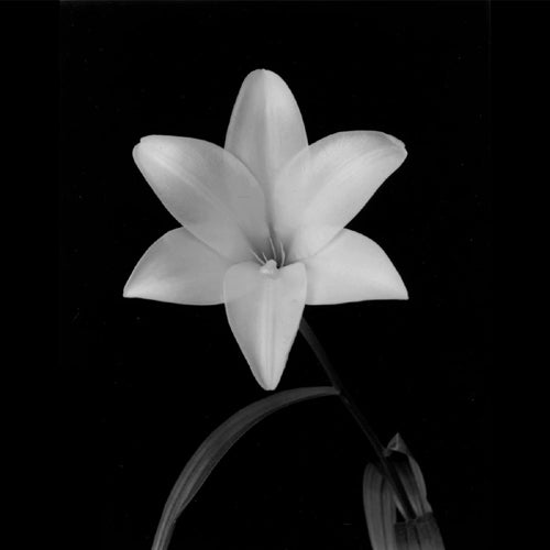 Lily, Flower Series VI by Walter Gritsik - Botanical Floral Art Print | Wall Decor