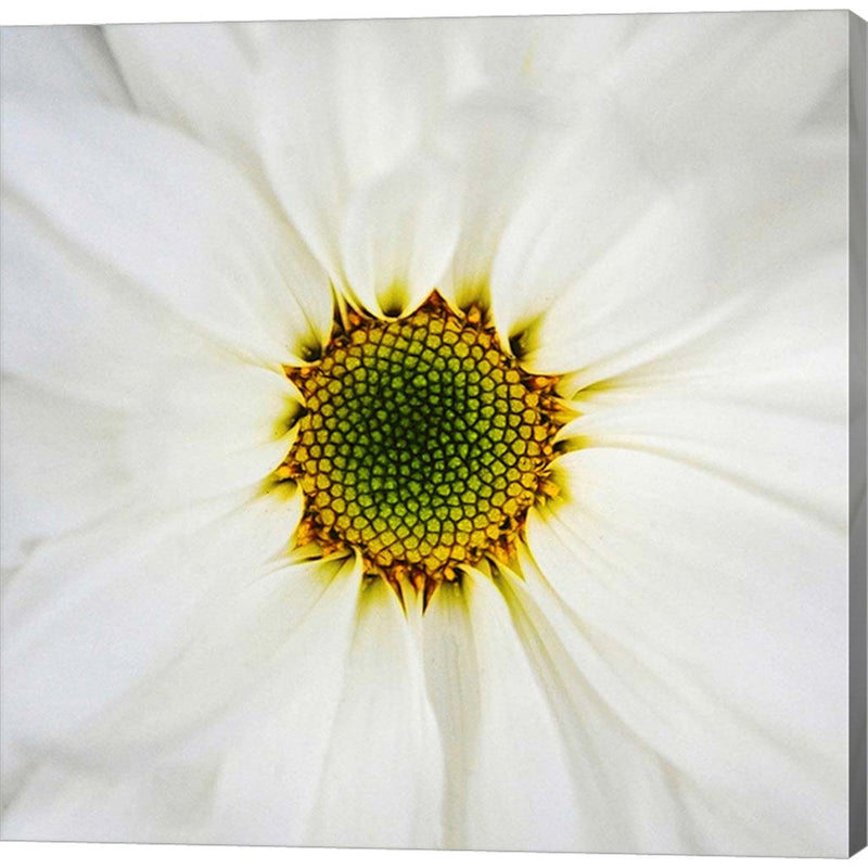 Center of Attention by Jessica Manelis, Canvas Art
