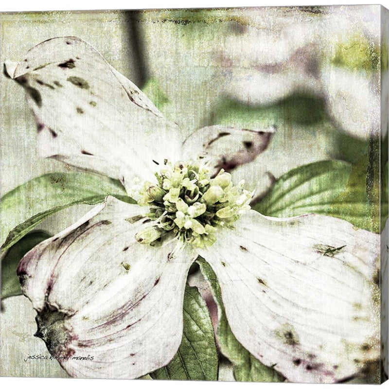 Dogwood Floral by Jessica Manelis, Canvas Art