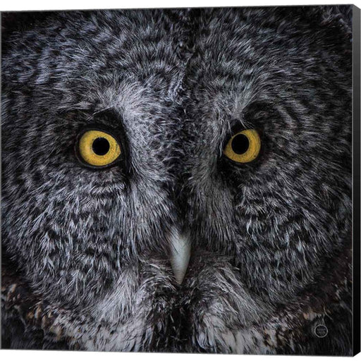 Great Grey Owl by Nathan Larson, Canvas Art