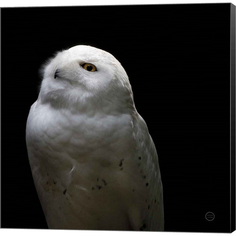 Snowy Owl Looks to the Sun by Nathan Larson, Canvas Art