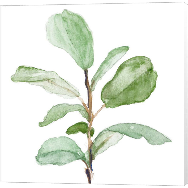 Fiddle Fig Leaf Plant II by Lanie Loreth, Canvas Art