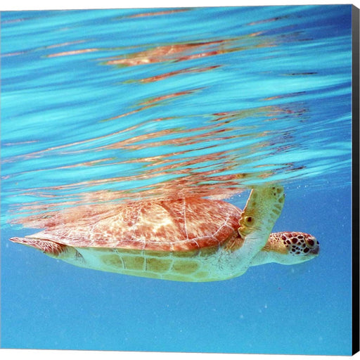 Underwater Depths I by Kathy Mansfield, Canvas Art