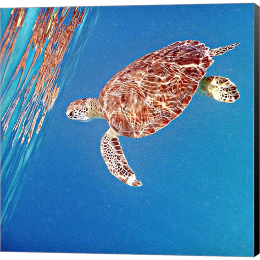 Underwater Depths II by Kathy Mansfield, Canvas Art
