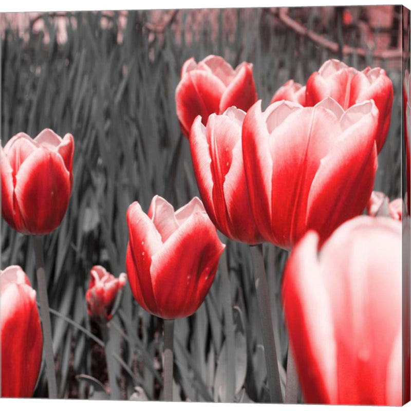 Red Tulips I by Emily Navas, Canvas Art