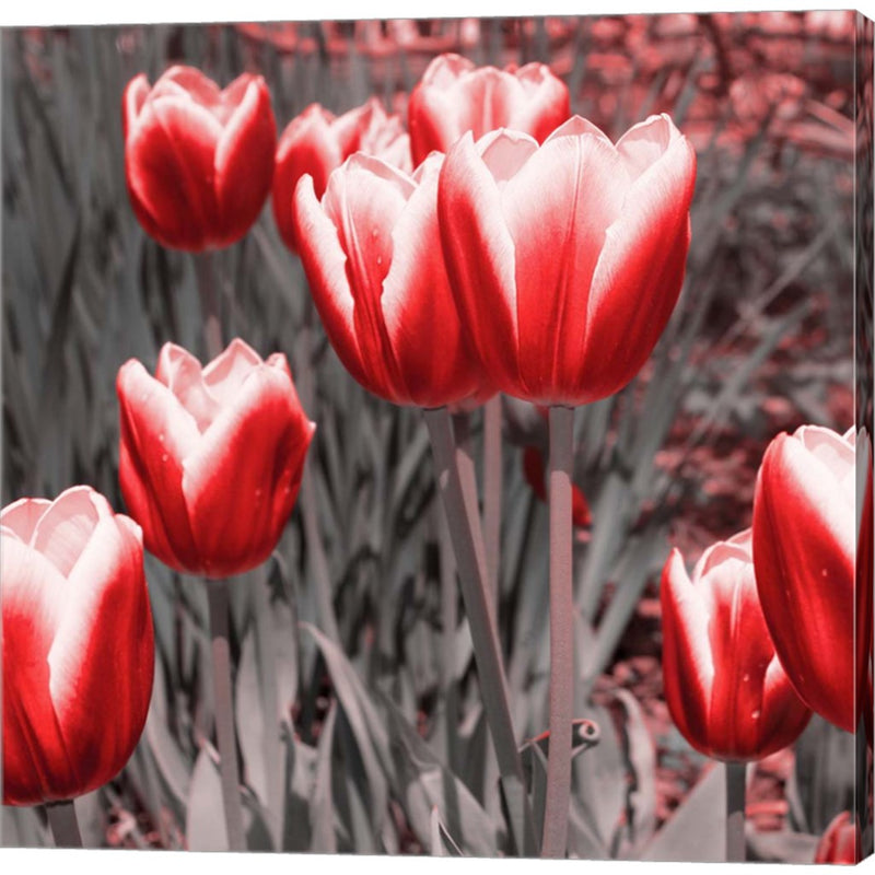 Red Tulips II by Emily Navas, Canvas Art