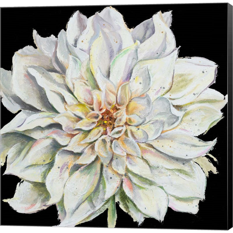 Dahlia On Black by Patricia Pinto, Canvas Art