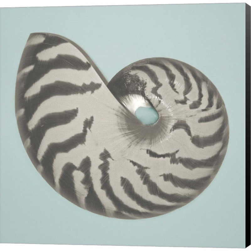 Noir Shell on Teal I by Jairo Rodriguez, Canvas Art