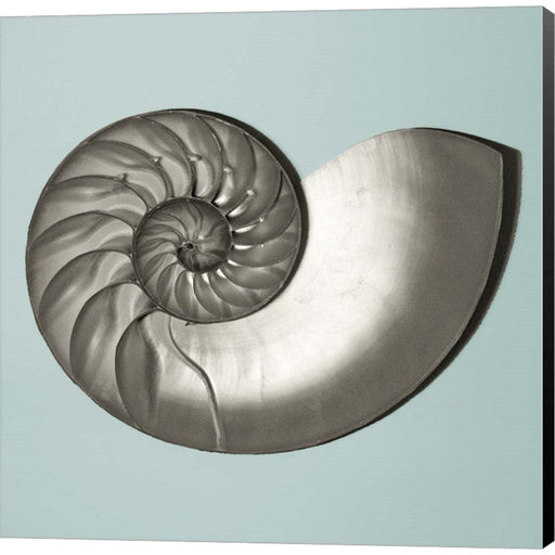 Noir Shell on Teal II by Jairo Rodriguez, Canvas Art