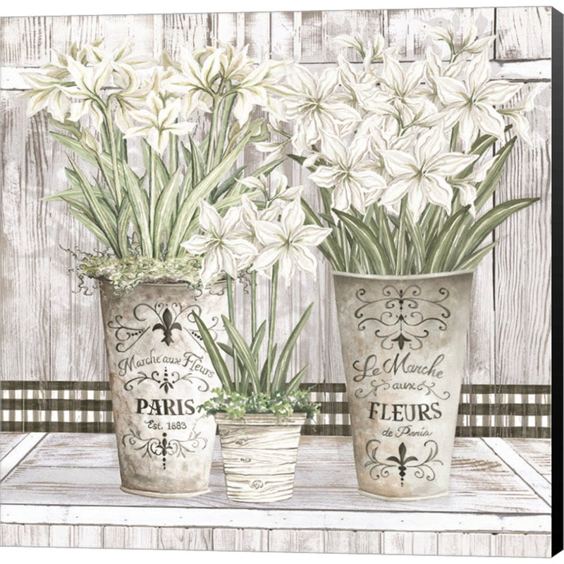 Amaryllis Multi Pots by Cindy Jacobs, Canvas Art