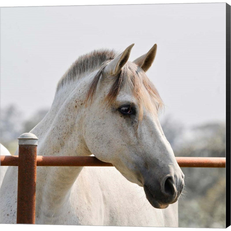 White Horse 3 by Susan Vizvary Photography, Canvas Art