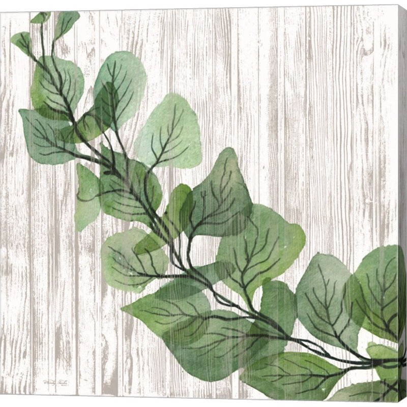 Eucalyptus on White by Cindy Jacobs, Canvas Art