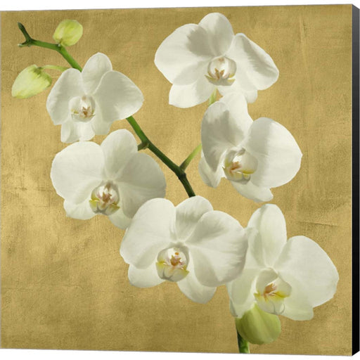 Orchids on a Golden Background I by Andrea Antinori, Canvas Art