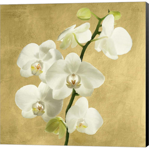 Orchids on a Golden Background II by Andrea Antinori, Canvas Art
