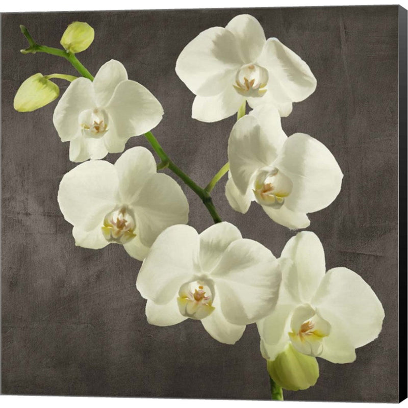 Orchids on Grey Background I by Andrea Antinori, Canvas Art