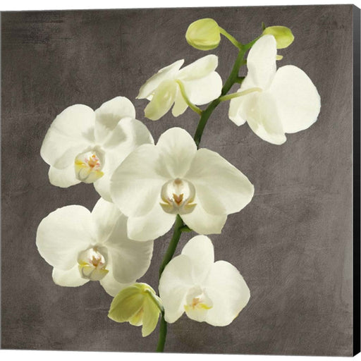 Orchids on Grey Background II by Andrea Antinori, Canvas Art