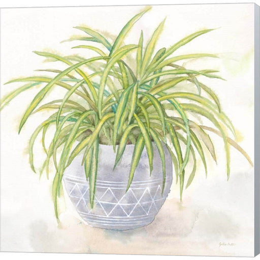 Houseplant II-Spider Plant by Cynthia Coulter, Canvas Art