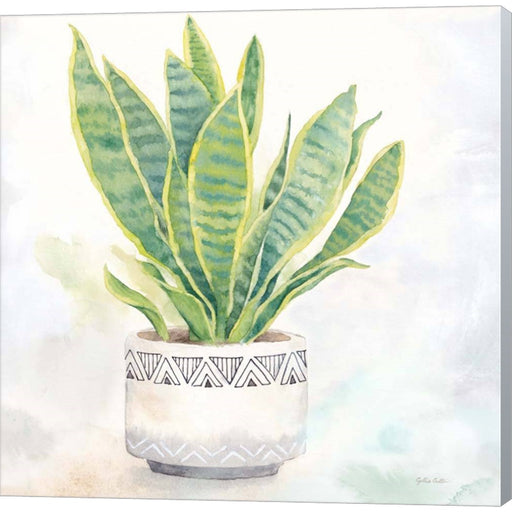 Houseplant IV-Snake Plant by Cynthia Coulter, Canvas Art